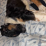 Fox participe au concours pour gagner de l'argent avec cette photo : puppy, dog, sleeping, bed, blanket, fur, tricolor, cozy, resting, cute, animal, pet, indoors, comfort, soft, young_dog, canine, relaxation, closeup, domestic_animal