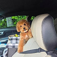 Bruno joined the competition — help win amazing prizes! dog, puppy, fluffy, brown_fur, portrait, car, vehicle, seatbelt, backseat, passenger_seat, car_interior, pet, collar, sitting, looking_at_camera, smiling, outdoor, greenery, travel, adorable