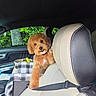 dog, puppy, fluffy, brown_fur, portrait, car, vehicle, seatbelt, backseat, passenger_seat, car_interior, pet, collar, sitting, looking_at_camera, smiling, outdoor, greenery, travel, adorable