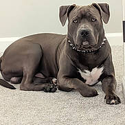 Royal joined the competition — help win amazing prizes! dog, pitbull, canine, pet, indoor, carpet, collar, spiked_collar, gray_coat, white_patch, resting, lying_down, mammal, animal, domestic_animal, looking_at_camera, ears, paw, muscular, portrait