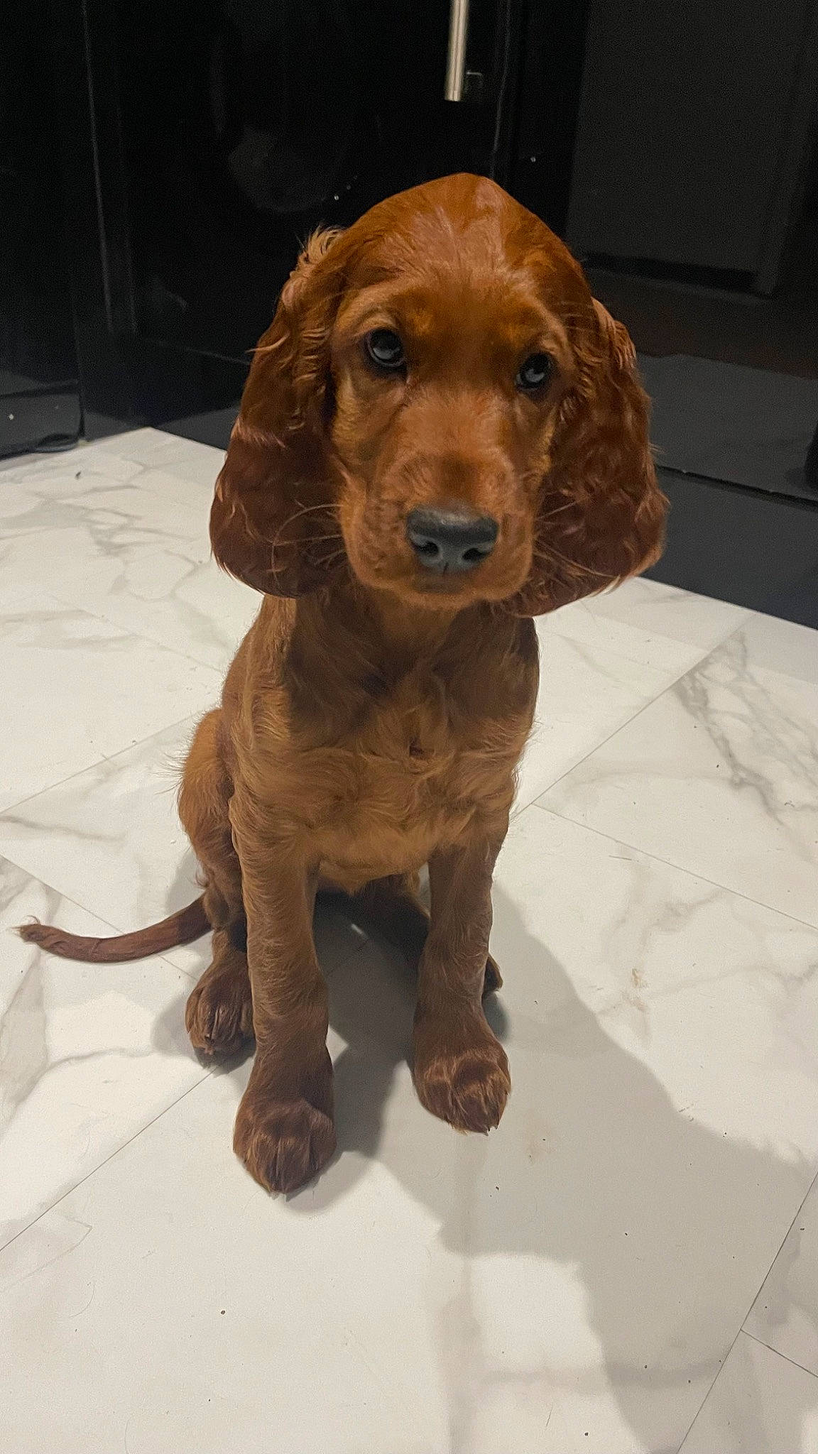 Ruby joined the competition — help win amazing prizes! ancient_dog_breeds, canidae, carnivore, companion_dog, dog, dog_breed, fawn, flooring, fur, gun_dog, hound, hunting_dog, liver, sculpture, snout, sporting_group, terrestrial_animal, wood, working_animal