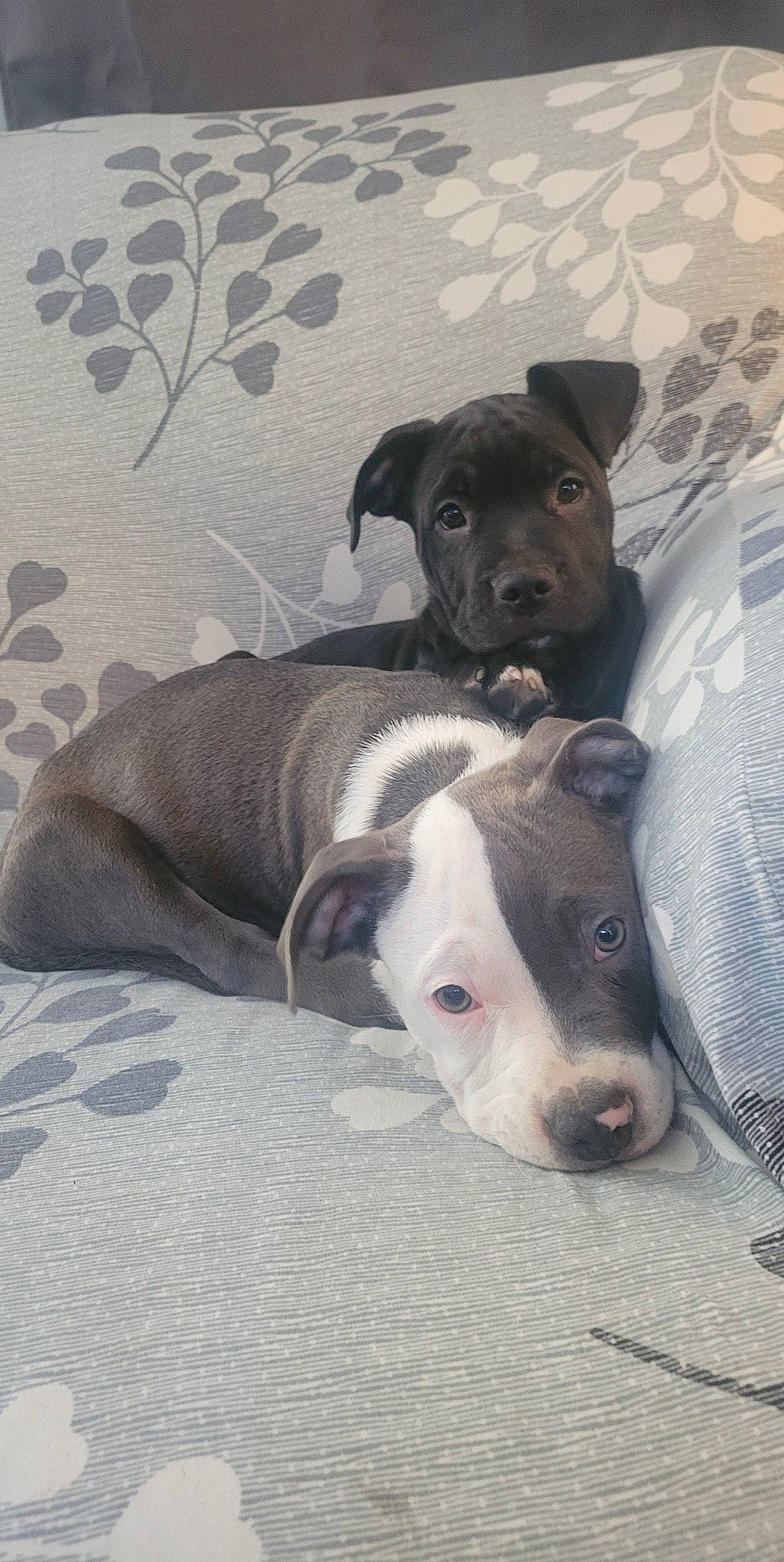 Steel joined the competition — help win amazing prizes! canidae, carnivore, collar, comfort, companion_dog, dog, dog_breed, dog_supply, fawn, fur, grey, linens, non_sporting_group, pattern, pet_supply, snout, sporting_group, terrestrial_animal, whiskers, working_animal