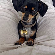 Caline a rejoint le concours — aidez-le/la à gagner de superbes lots ! dog, puppy, black_and_tan, collar, pet_tag, small_dog, cute, looking_up, indoors, legs, white_pants, sitting, front_paws, short_fur, animal, companion, domestic_animal, close_up, portrait, cute_pet