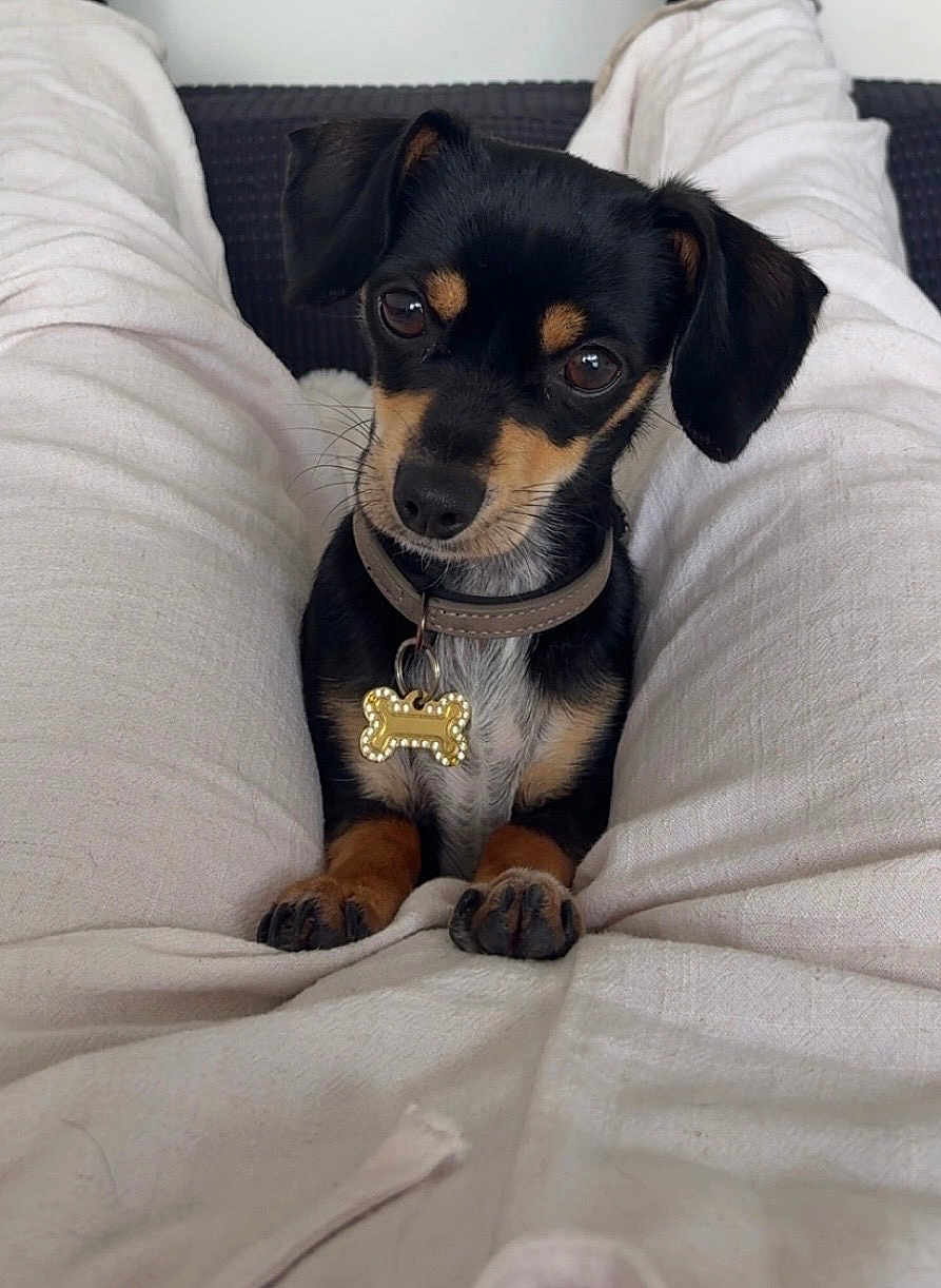 Caline a rejoint le concours — aidez-le/la à gagner de superbes lots ! dog, puppy, black_and_tan, collar, pet_tag, small_dog, cute, looking_up, indoors, legs, white_pants, sitting, front_paws, short_fur, animal, companion, domestic_animal, close_up, portrait, cute_pet