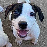 Penny joined the competition — help win amazing prizes! puppy, dog, black_and_white, cute, smiling, happy, pet, animal, young, looking_up, outdoor, concrete, tail, ears, paw, close_up, fur, friendly, playful, adorable