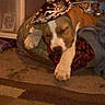 Dozzer joined the competition — help win amazing prizes! animal, bed, blanket, brown, canine, carpet, cozy, cute, dog, domestic, floor, furniture, indoor, pet, puppy, relaxed, resting, sleeping, sombrero, white