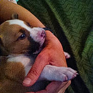 Dozzer is registered to the contest to win money with this photo: puppy, puppy_face, dog, pet, human_hand, paw, nails, blanket, bedspread, fabric, green_background, cuddle, holding, indoor, close_up, portrait, brown_and_white, sleepy, adorable, cozy