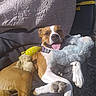 Dozzer joined the competition — help win amazing prizes! bed, brown_and_white, canine, collar, cozy, dog, fabric, happy, outdoor, paw, pet, playful, quilt, relaxing, resting, shadow, stuffed_toys, sunlight, texture, tongue_out