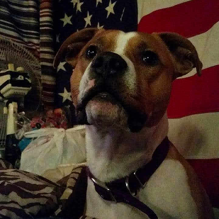 Dozzer joined the competition — help win amazing prizes! american_flag, bedding, bedroom, brown_and_white, canine, close_up, collar, decor, dog, domestic_animal, eyes, face, fan, indoor, nose, pet, pillow, portrait, stars, stripes