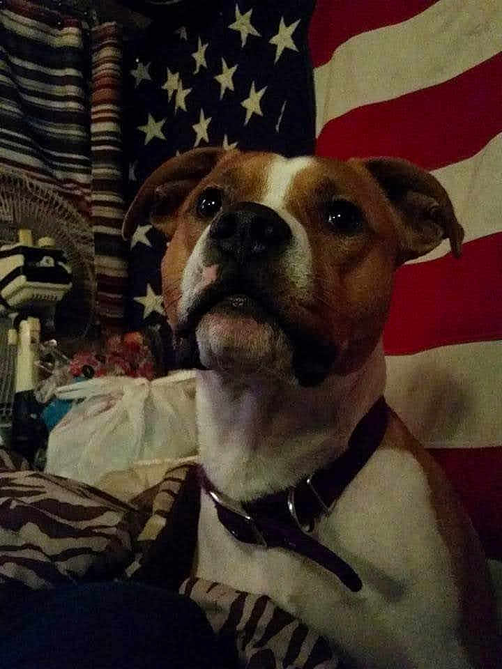 Dozzer joined the competition — help win amazing prizes! dog, pet, american_flag, stars, stripes, indoor, fan, collar, portrait, close_up, brown_and_white, canine, face, nose, eyes, bedroom, bedding, pillow, decor, domestic_animal