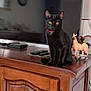 Cristal participe au concours pour gagner de l'argent avec cette photo : black_cat, cat, toy_horse, wooden_cabinet, television, remote_controls, living_room, lamp, red_collar, furniture, indoor, pet, animal, curious, sitting, ears_up, wood_texture, decor, electronics, calm