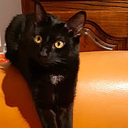 Cristal participe au concours pour gagner de l'argent avec cette photo : black_cat, cat, yellow_eyes, stretching, orange_couch, yellow_blanket, wooden_cabinet, indoor, pet, feline, curious, cozy, fur, whiskers, ears, animal, relaxing, home, furniture, shadow