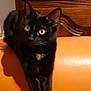 black_cat, cat, yellow_eyes, stretching, orange_couch, yellow_blanket, wooden_cabinet, indoor, pet, feline, curious, cozy, fur, whiskers, ears, animal, relaxing, home, furniture, shadow