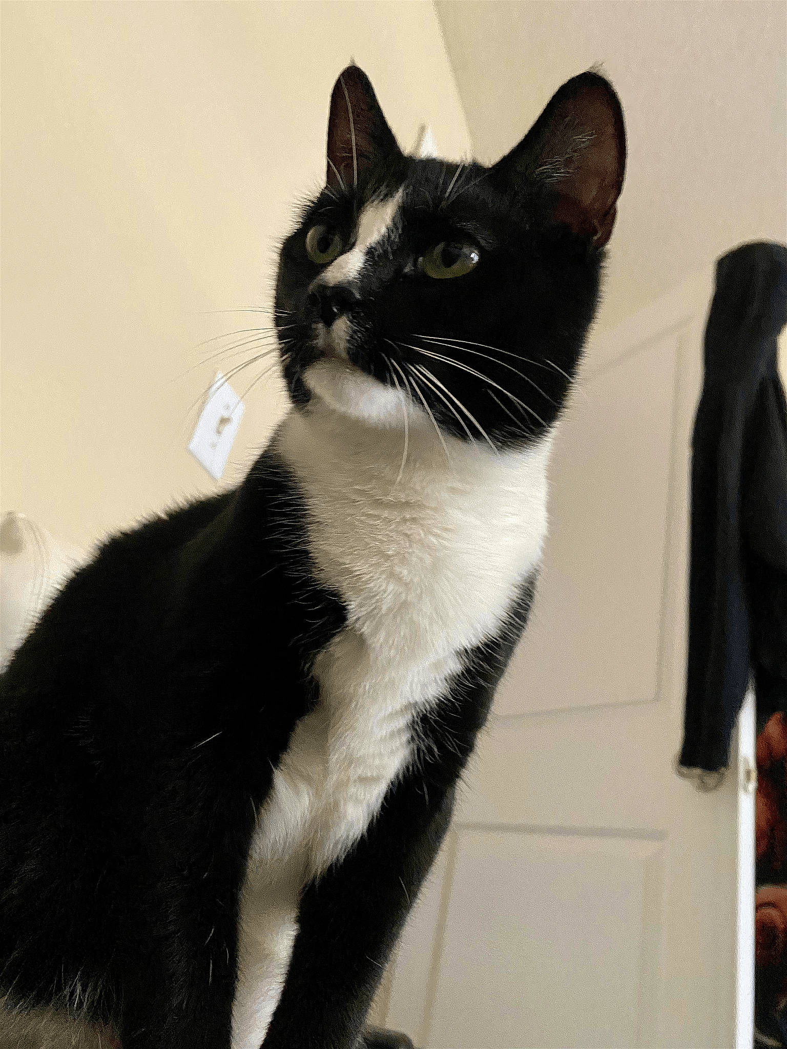 Loki is registered to the contest to win money with this photo: black_cat, carnivore, cat, domestic_short_haired_cat, felidae, formal_wear, fur, monochrome_photography, paw, small_to_medium_sized_cats, snout, tail, whiskers, window