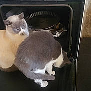 Zoulou a rejoint le concours — aidez-le/la à gagner de superbes lots ! cat, cats, oven, kitchen, curious, pets, gray_cat, white_cat, appliance, domestic, indoor, exploration, animal, feline, open_oven, home, curiosity, sitting, door, black_interior