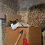 Zoulou participe au concours pour gagner de l'argent avec cette photo : cat, cardboard_box, sleeping, indoor, rustic_wall, oven_mitt, red_color, tool, wooden_handle, household_items, pet, feline, relaxed, cluttered, cozy, domestic, resting, animal, quiet, corner