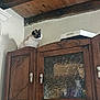 Zoulou participe au concours pour gagner de l'argent avec cette photo : cat, siamese_cat, wooden_cabinet, kitchen, ceiling_beams, rustic, indoor, pet, furniture, wall, curious, animal, windowless_room, tile, appliance, home, domestic, white_wall, sitting, looking