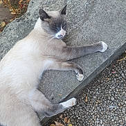 Pixou a rejoint le concours — aidez-le/la à gagner de superbes lots ! animal, calm, cat, cream, fall, fur, gray, leaf, nap, nature, outdoor, pavement, paw, quiet, relaxed, rest, sleeping, stone, texture, wildlife