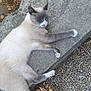 cat, sleeping, outdoor, stone, leaf, pavement, animal, relaxed, nature, fur, gray, cream, paw, wildlife, nap, rest, quiet, texture, fall, calm