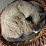 cat, basket, sleeping, fur, curled_up, resting, pet, indoor, cozy, woven, texture, animal, whiskers, tail, quiet, peaceful, light, shadow, floor, relaxation
