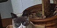 Pixou participe au concours pour gagner de l'argent avec cette photo : cat, box, cardboard, indoor, plant, potted_plant, floor, wall, pet, feline, fur, animal, container, home, domestic, quiet, sitting, curious, whiskers, ears