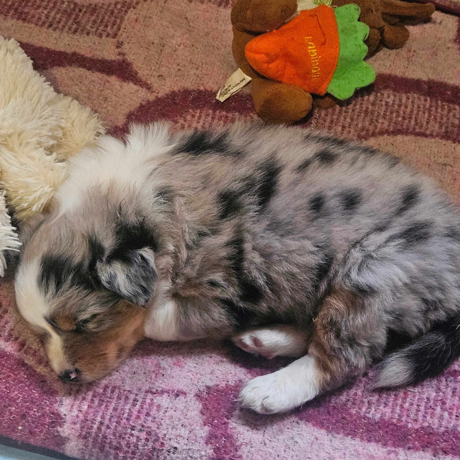 Arya