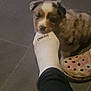 Arya a rejoint le concours — aidez-le/la à gagner de superbes lots ! puppy, dog, sock, foot, tile_floor, clog, white_sock, black_pants, indoor, pet, bite, curious, small_dog, floor, footwear, animal, cute, playful, domestic, young_dog