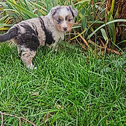 Arya a rejoint le concours — aidez-le/la à gagner de superbes lots ! puppy, dog, grass, plants, outdoor, nature, young_animal, fur, cute, pet, animal, greenery, canine, curious, small, adorable, garden, leaf, playful, nature_scene