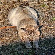 Urus a rejoint le concours — aidez-le/la à gagner de superbes lots ! cat, animal, feline, outdoor, sunlight, stretching, fur, sleeping, relaxed, nature, ground, gravel, wildlife, daylight, mammal, whiskers, ears, paws, resting, peaceful