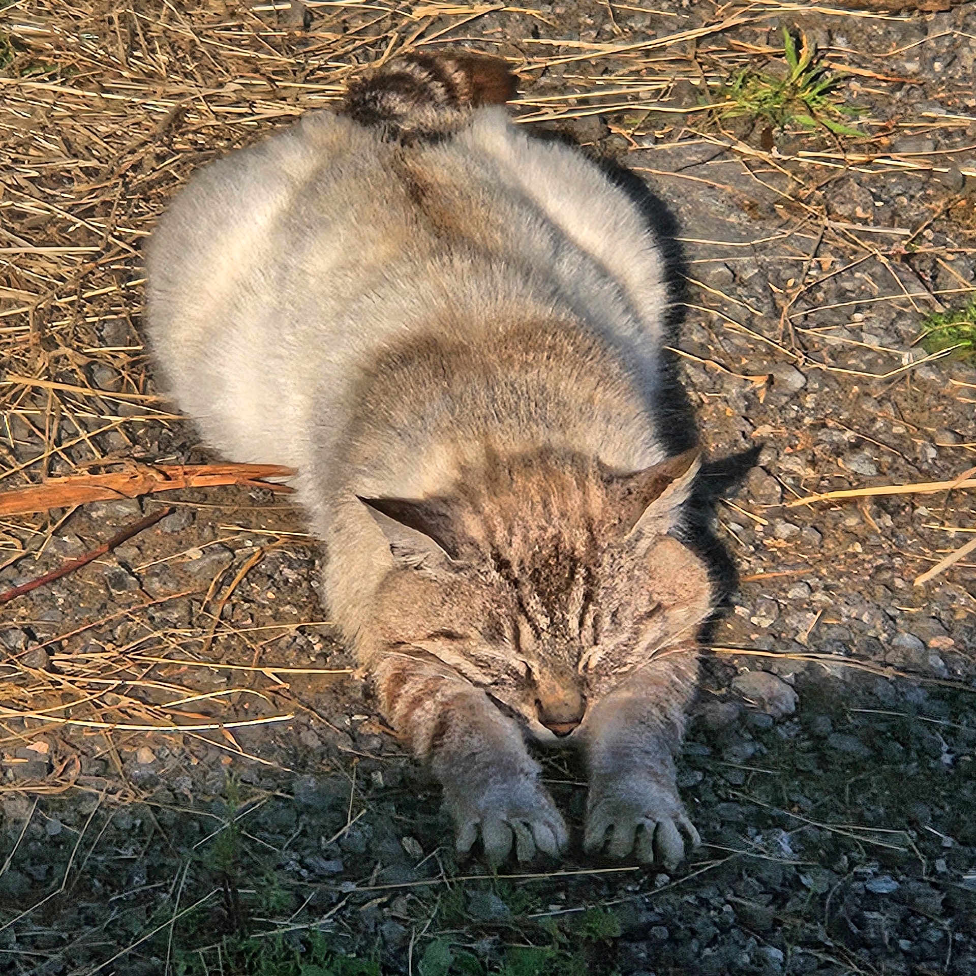 Urus