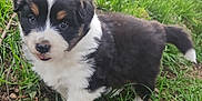 Alpha a rejoint le concours — aidez-le/la à gagner de superbes lots ! puppy, dog, grass, outdoor, nature, tricolor, young, cute, fur, pet, animal, small, adorable, playful, canine, ground, eye_contact, tongue_out, curious, fluffy