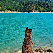 Kovu participe au concours pour gagner de l'argent avec cette photo : animal, blue_sky, brindle, canine, daytime, dog, greenery, lake, landscape, mountains, nature, outdoor, peaceful, rocks, rocky_shore, scenic, serene, sitting, sunny, water