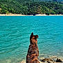 animal, blue_sky, brindle, canine, daytime, dog, greenery, lake, landscape, mountains, nature, outdoor, peaceful, rocks, rocky_shore, scenic, serene, sitting, sunny, water