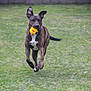 Kovu a rejoint le concours — aidez-le/la à gagner de superbes lots ! active, animal, brindle, canine, daylight, dog, fetch, fun, grass, happy, lawn, motion, nature, outdoor, park, pet, playful, running, toy, yellow_ball