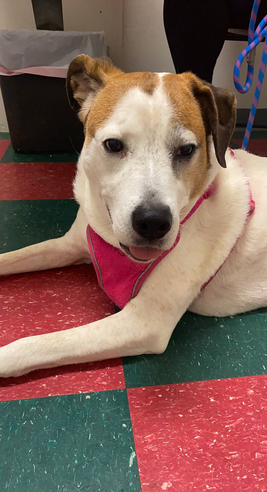 Stella is registered to the contest to win money with this photo: ancient_dog_breeds, carnivore, carpet, collar, companion_dog, dog, dog_breed, dog_collar, dog_supply, flooring, foot, fur, mat, paw, street_dog, terrier, whiskers, working_animal, working_dog