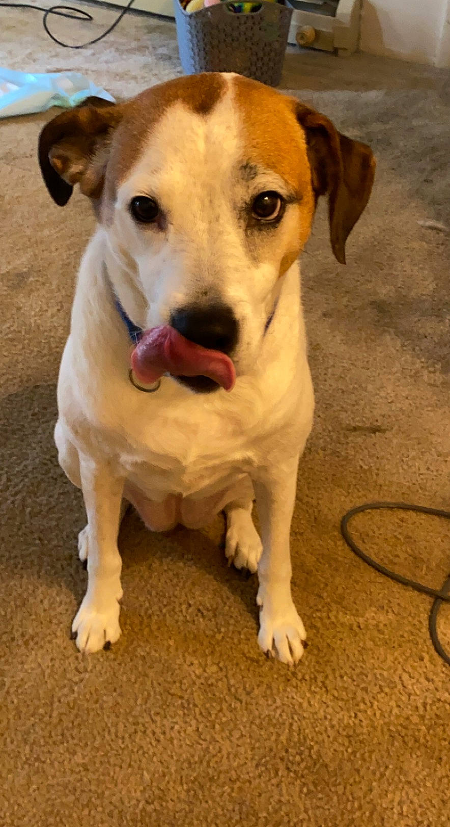 Stella is registered to the contest to win money with this photo: canidae, carnivore, collar, companion_dog, dog, dog_breed, dog_collar, dog_supply, eye, fawn, fur, non_sporting_group, pet_supply, puppy, sporting_group, street_dog, terrestrial_animal, terrier, whiskers, working_animal