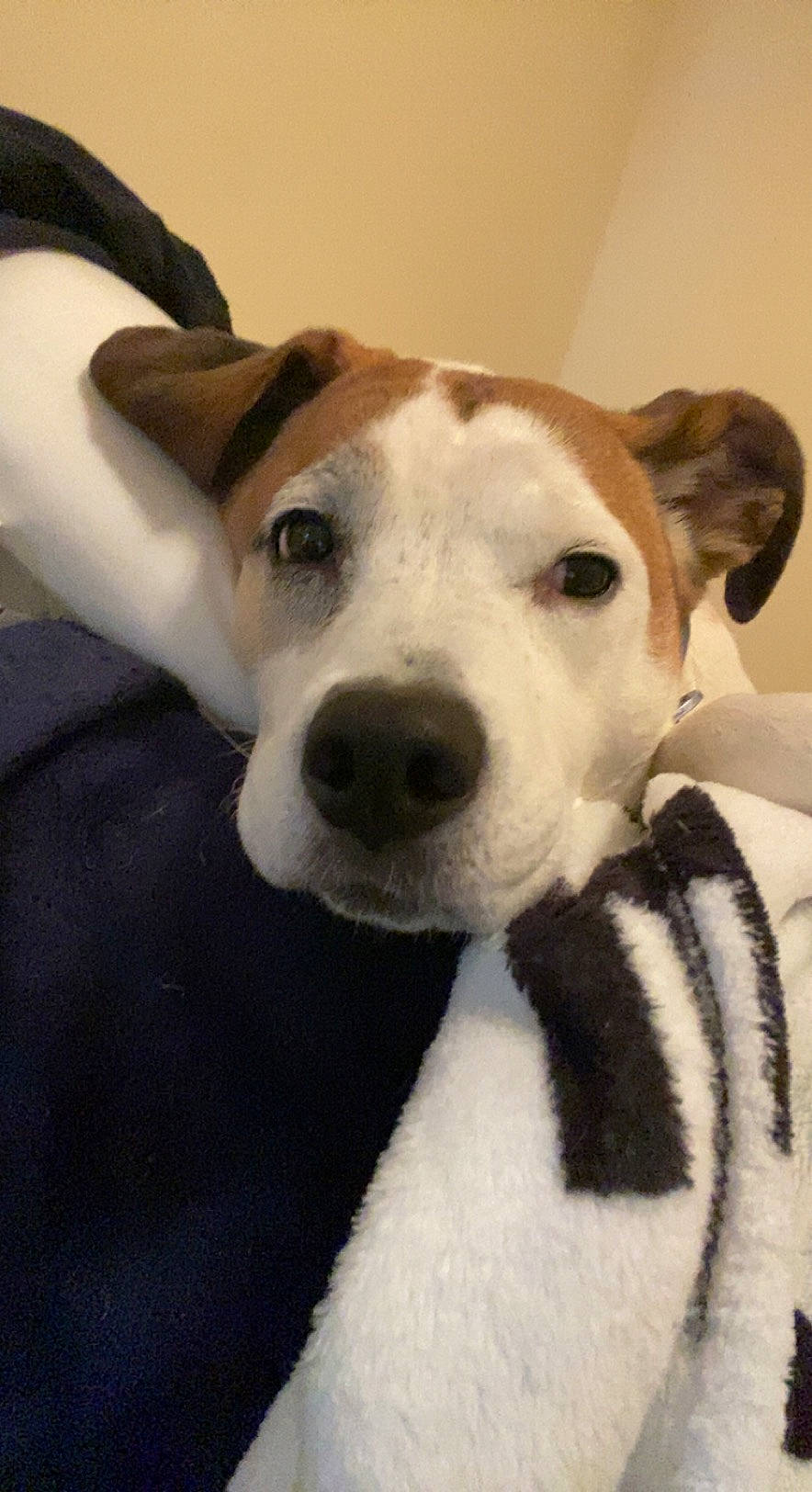 Stella is registered to the contest to win money with this photo: ancient_dog_breeds, canidae, carnivore, collar, companion_dog, dog, dog_breed, dog_collar, ear, fawn, fur, hunting_dog, non_sporting_group, puppy, snout, sporting_group, street_dog, terrier, whiskers, working_animal