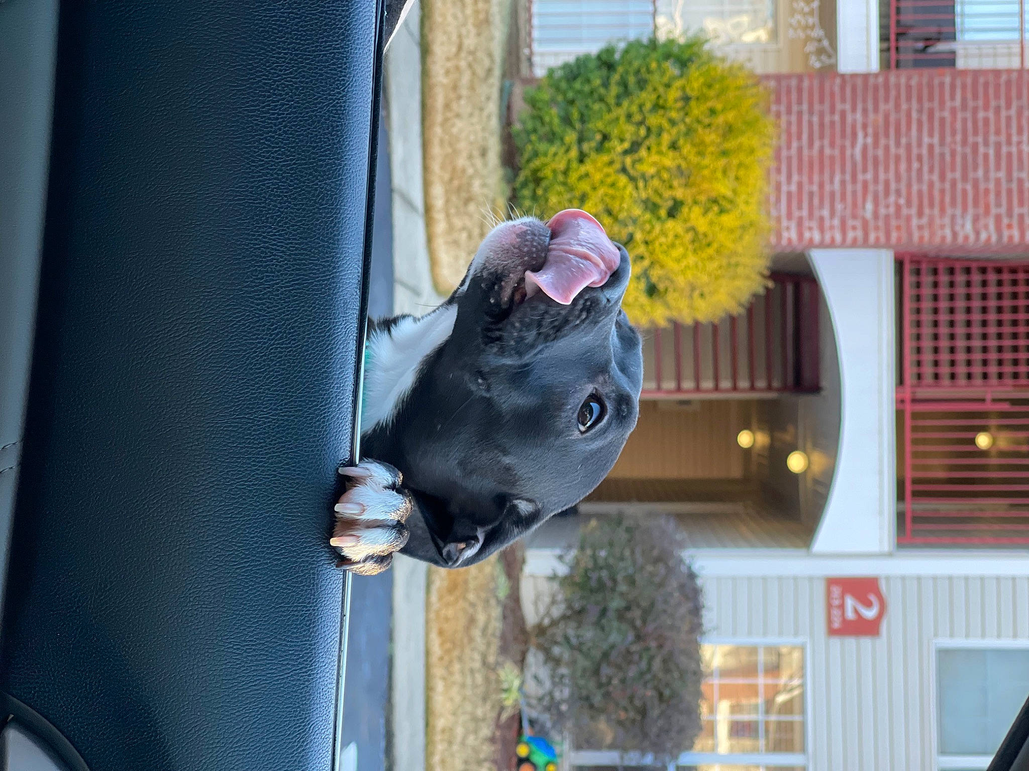 Cleo joined the competition — help win amazing prizes! art, automotive_exterior, facade, flower, fun, house, plant, snout, sporting_group, toy, tree, vehicle_door, window