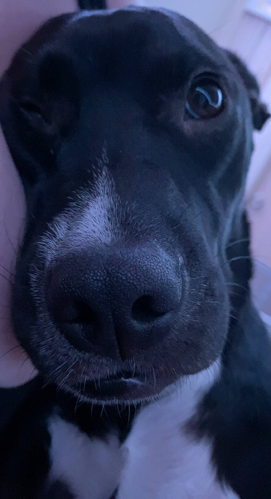 Cleo joined the competition — help win amazing prizes! borador, canidae, carnivore, close_up, companion_dog, dog, dog_breed, electric_blue, fur, monochrome_photography, snout, sporting_group, terrestrial_animal, whiskers, working_animal