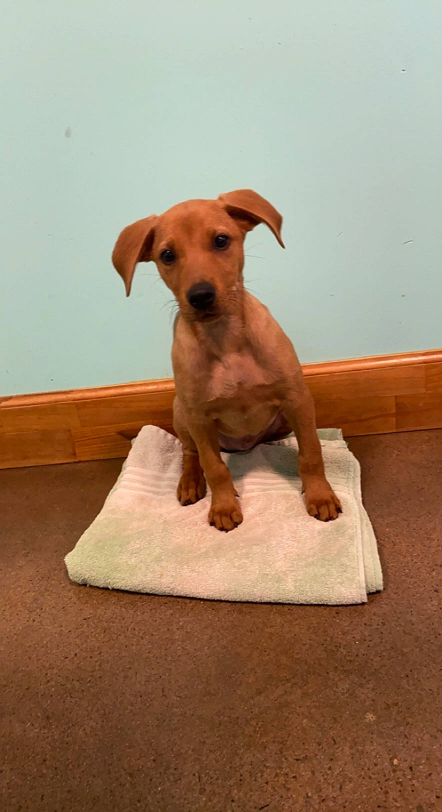 Clara Marie joined the competition — help win amazing prizes! art, canidae, carnivore, comfort, companion_dog, dog, dog_breed, dog_supply, fawn, hardwood, hunting_dog, liver, pet_supply, rectangle, snout, sporting_group, tail, terrestrial_animal, wood, working_animal