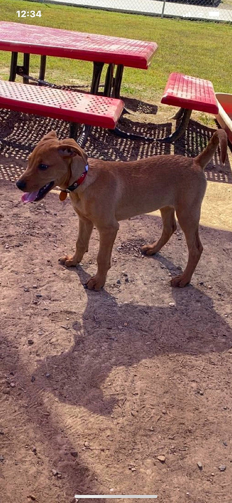 Clara Marie joined the competition — help win amazing prizes! canidae, carnivore, chair, collar, companion_dog, dog, dog_breed, dog_collar, fawn, hunting_dog, liver, pet_supply, soil, sporting_group, tail, terrestrial_animal, working_animal, working_dog