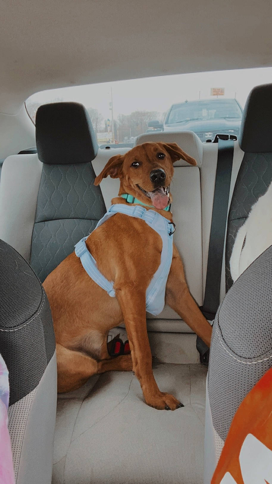 Clara Marie is registered to the contest to win money with this photo: auto_part, car_seat, car_seat_cover, carnivore, comfort, companion_dog, dog, dog_breed, dog_supply, family_car, fawn, head_restraint, motor_vehicle, seat_belt, sporting_group, vehicle, vehicle_door, window, windshield, working_animal
