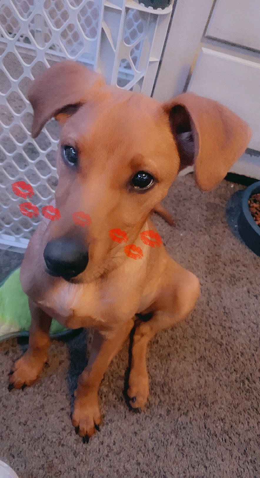 Clara Marie is registered to the contest to win money with this photo: canidae, carnivore, collar, companion_dog, dog, dog_breed, dog_collar, dog_supply, ear, fawn, flooring, mesh, paw, pet_supply, puppy, snout, sporting_group, toy_dog, whiskers, working_animal