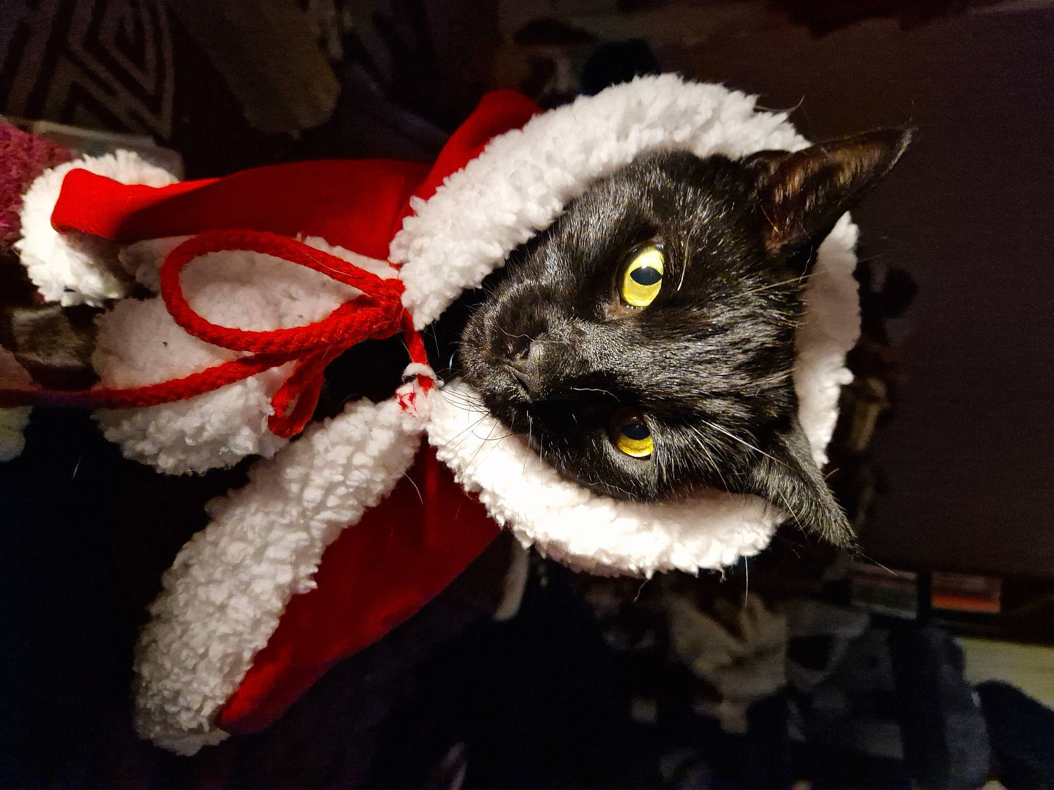Nero joined the competition — help win amazing prizes! canidae, carnivore, cat, christmas_ornament, costume_hat, domestic_short_haired_cat, event, fashion_accessory, fawn, felidae, fur, glasses, mammal, plush, small_to_medium_sized_cats, snout, stuffed_toy, tail, toy, whiskers