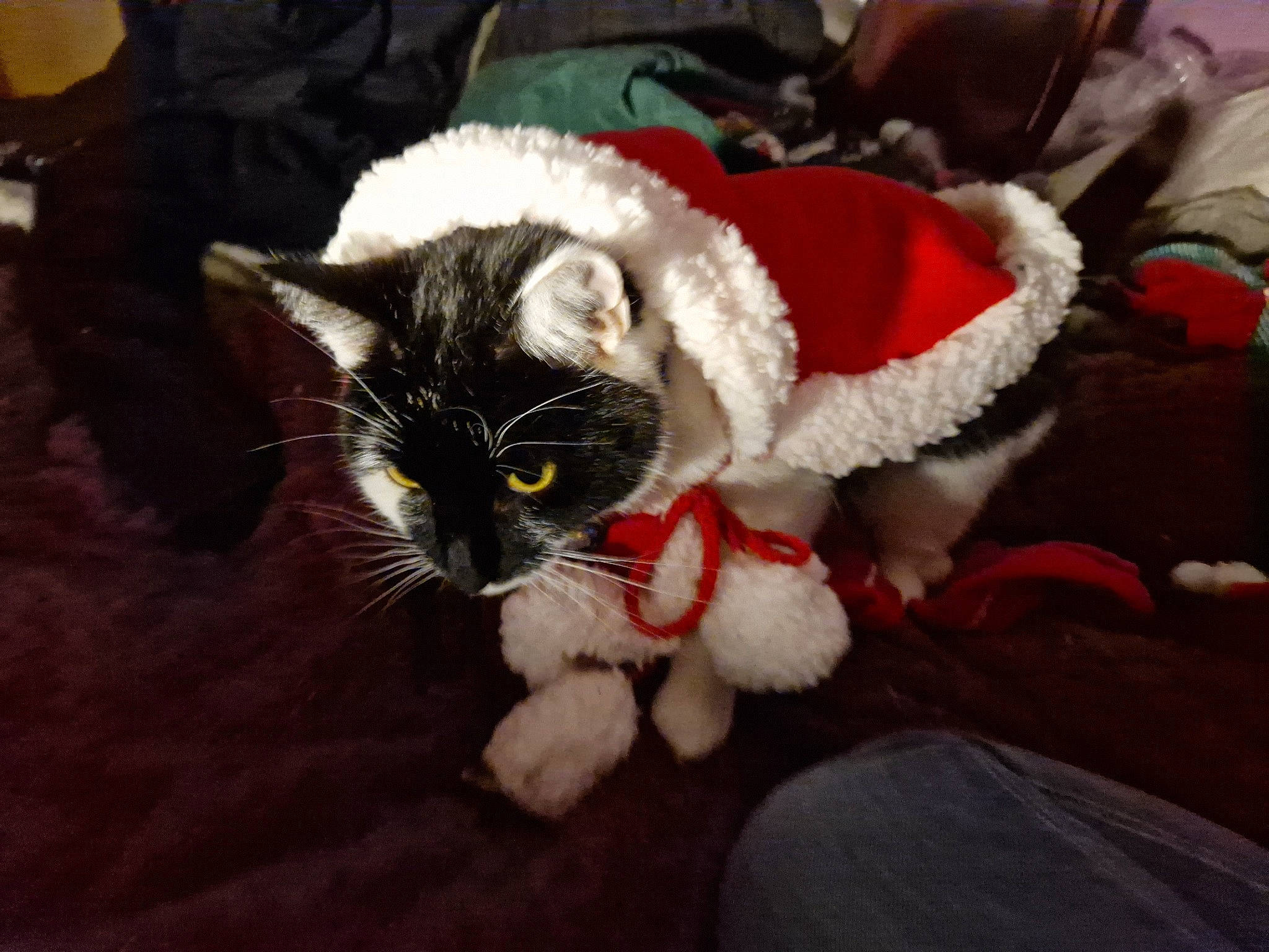 Biscuit joined the competition — help win amazing prizes! canidae, carmine, carnivore, cat, christmas, claw, comfort, conifer, domestic_short_haired_cat, event, felidae, fur, holiday, lap, paw, small_to_medium_sized_cats, snout, tail, tree, whiskers