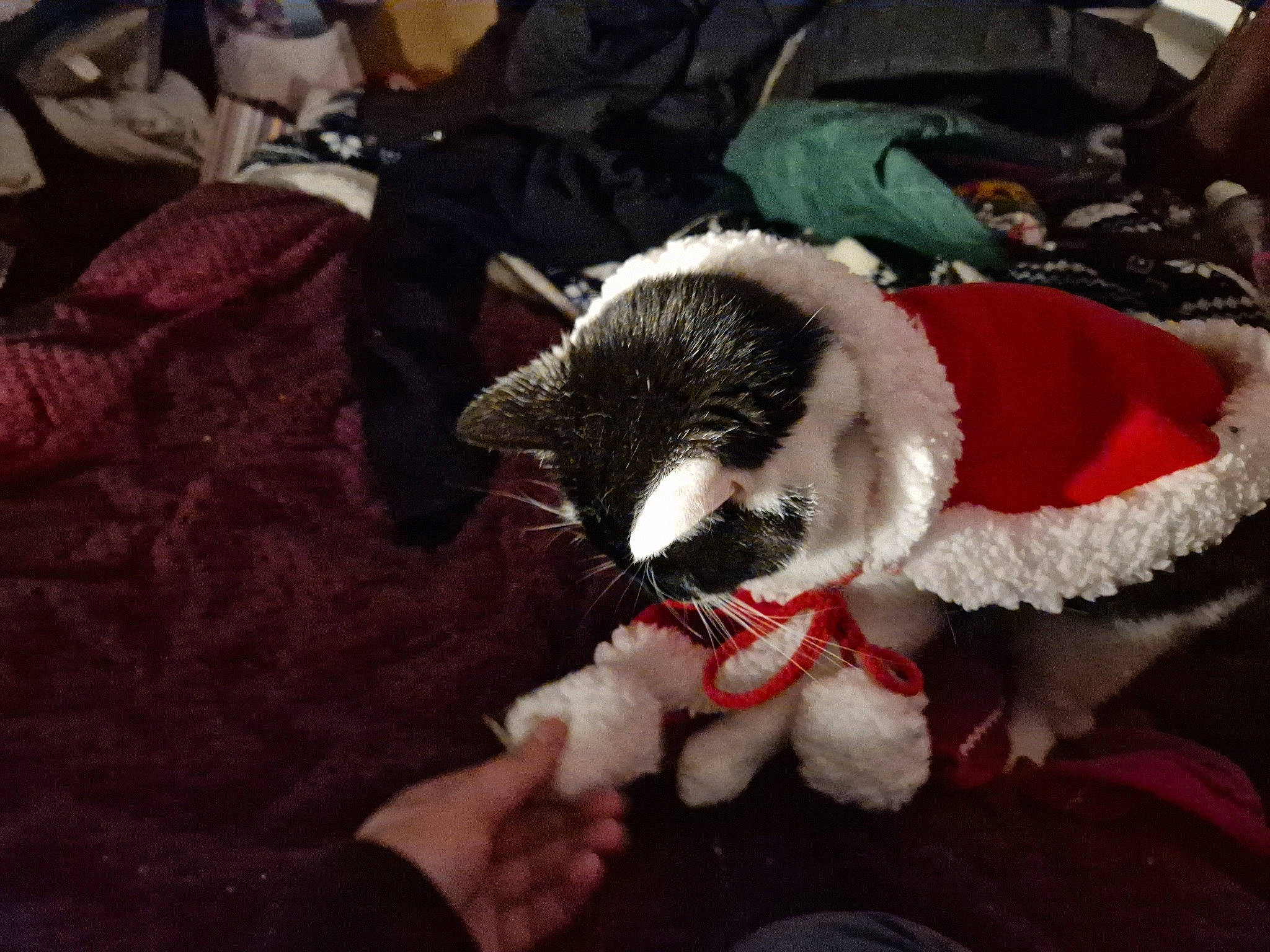 Biscuit is registered to the contest to win money with this photo: canidae, carmine, carnivore, cat, cat_supply, claw, comfort, companion_dog, dog_breed, domestic_short_haired_cat, fawn, felidae, fur_clothing, paw, small_to_medium_sized_cats, snout, sporting_group, tail, whiskers, wool