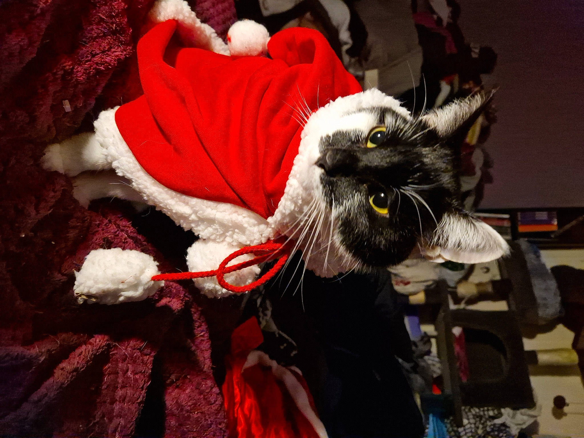 Biscuit is registered to the contest to win money with this photo: canidae, carmine, carnivore, cat, costume, costume_design, costume_hat, event, fang, fashion_accessory, felidae, fictional_character, fur, glove, mask, natural_material, small_to_medium_sized_cats, snout, tradition, whiskers