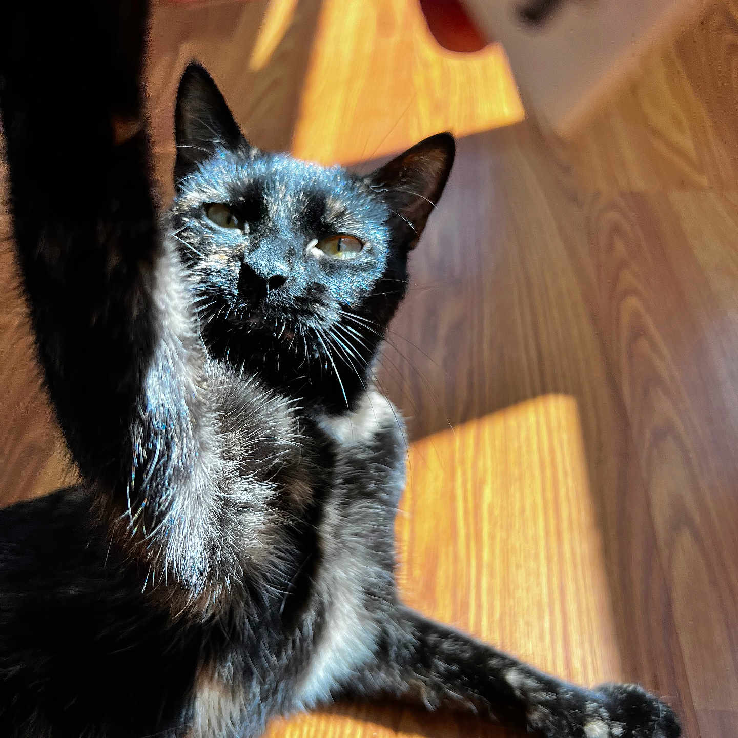 Luna joined the competition — help win amazing prizes! animal, black_cat, cat, closeup, curious, cute, feline, fur, home, indoor, light, mammal, paw, pet, playful, shadow, stretching, sunlight, whiskers, wooden_floor