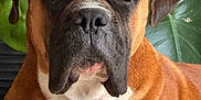 Vaïko participe au concours pour gagner de l'argent avec cette photo : dog, brown, white, close_up, portrait, indoor, pet, canine, face, fur, ears, animal, plant, leaf, calm, looking, muzzle, snout, domestic, companion