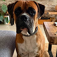 Vaïko participe au concours pour gagner de l'argent avec cette photo : dog, boxer, pet, indoor, living_room, furniture, wood, table, sofa, plant, floor, tile, collar, brown, white, face, ears, eyes, portrait, animal